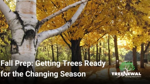 Fall Prep: Getting Trees Ready for the Changing Season