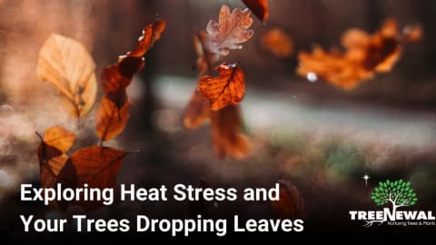 Exploring Heat Stress and Your Trees Dropping Leaves