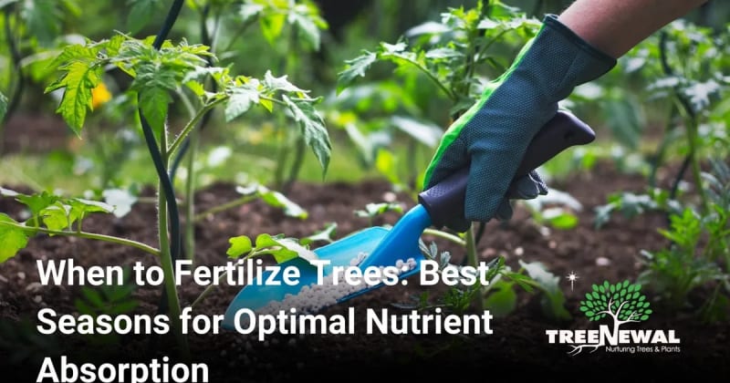 When to Fertilize Trees: Best Seasons for Optimal Nutrient Absorption