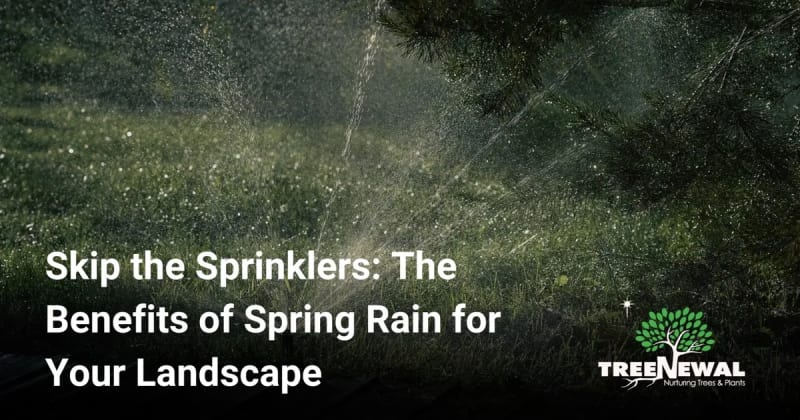 Skip the Sprinklers: The Benefits of Spring Rain for Your Landscape