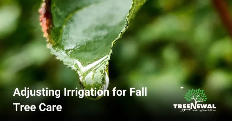 Adjusting Irrigation for Fall Tree Care