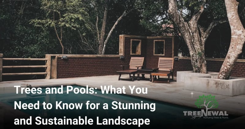 Trees and Pools: What You Need to Know for a Stunning and Sustainable Landscape