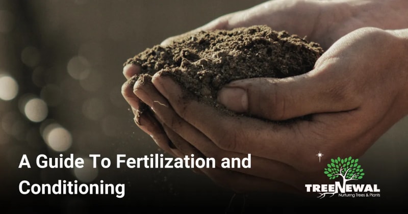 A Guide To Fertilization and Conditioning