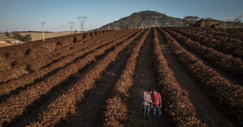 World’s Top Coffee Crop Shrinks in a Market Thirsty for Supply