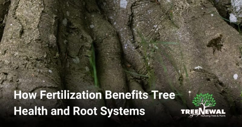 How Fertilization Benefits Tree Health and Root Systems