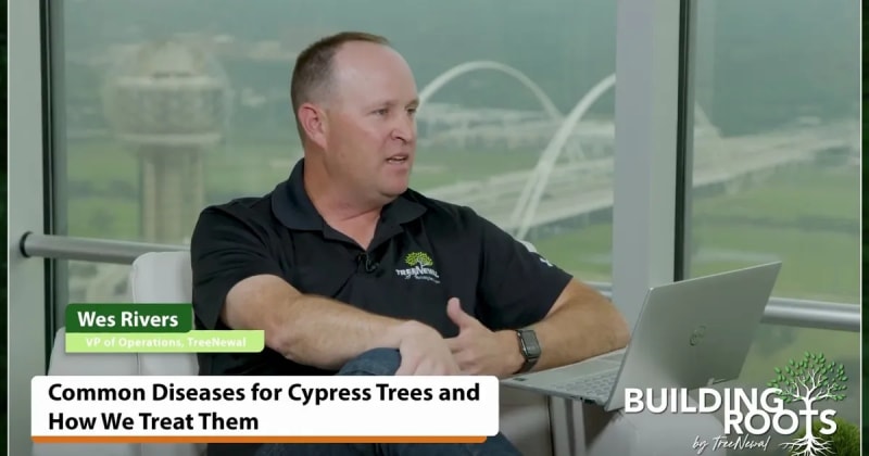 Common Diseases for Cypress Trees and How We Treat Them