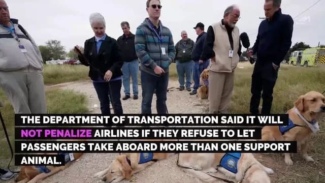 Watch: Regulators Cracking Down on Pets on Airplanes