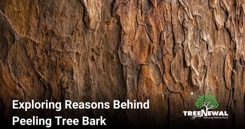 Exploring Reasons Behind Peeling Tree Bark