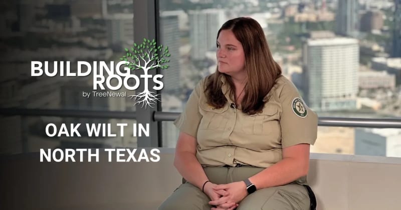 Oak Wilt in North Texas