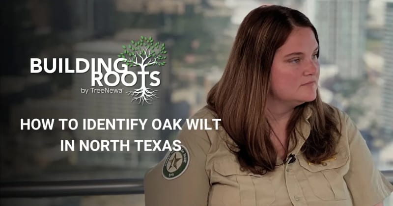 How to Identify Oak Wilt in North Texas