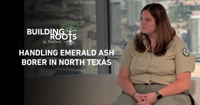 Handling Emerald Ash Borer In North Texas