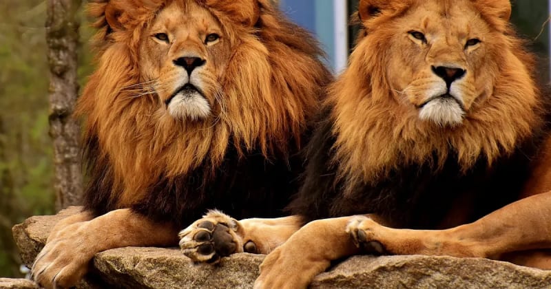 Cincinnati Zoo Partners with Deva to Boost Park Safety and Enjoyment