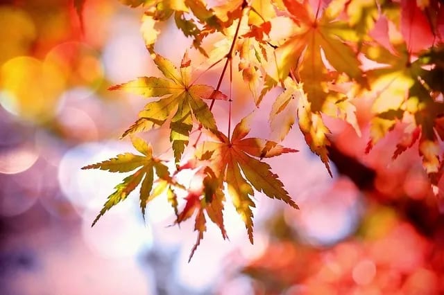 Fall Season Brings New Challenges, Opportunities to Hospitality