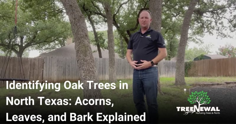 Identifying Oak Trees in North Texas: Acorns, Leaves, and Bark Explained