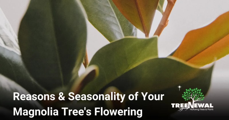 Reasons & Seasonality of Your Magnolia Tree’s Flowering