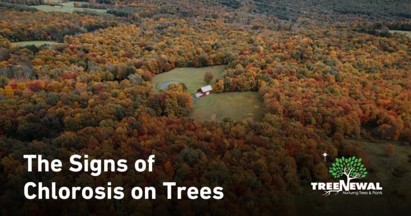 The Signs of Chlorosis on Trees