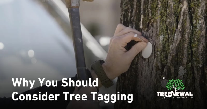 Why You Should Consider Tree Tagging