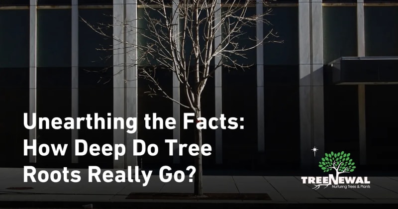 Unearthing the Facts: How Deep Do Tree Roots Really Go?