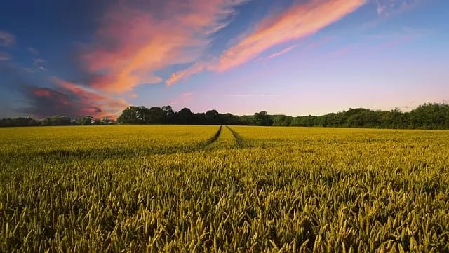 Why Crushing Your Soil May Be Crushing Your Harvest
