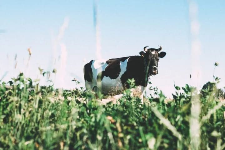 The Potential Ripple Effect of Borden Dairy’s Bankruptcy Filing