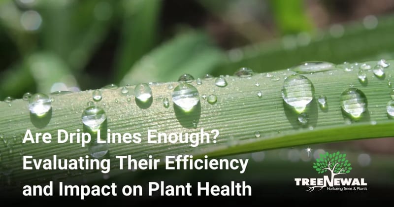 Are Drip Lines Enough? Evaluating Their Efficiency and Impact on Plant Health