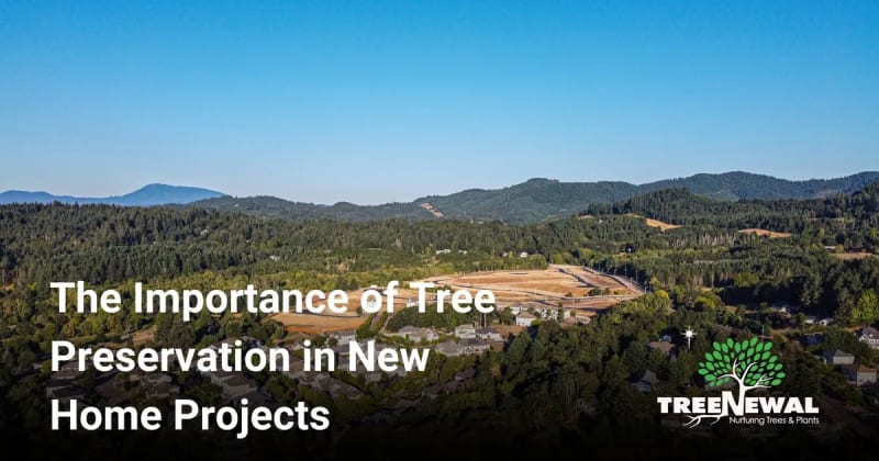 The Importance of Tree Preservation in New Home Projects