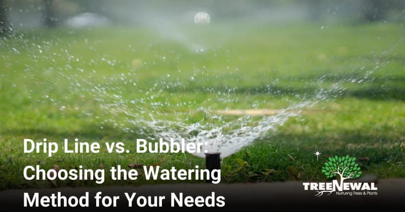 Drip Line vs. Bubbler: Choosing the Watering Method for Your Needs