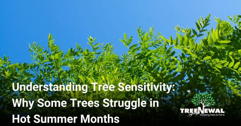 Understanding Tree Sensitivity: Why Some Trees Struggle in Hot Summer Months