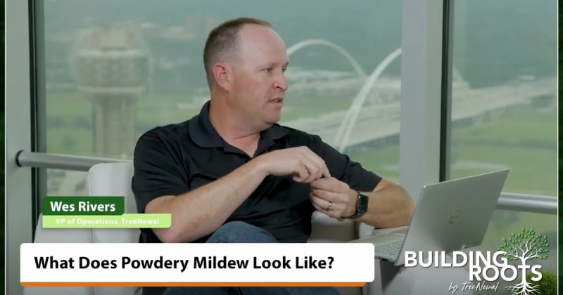 What Does Powdery Mildew Look Like?