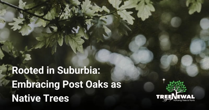 Rooted in Suburbia: Embracing Post Oaks as Native Trees
