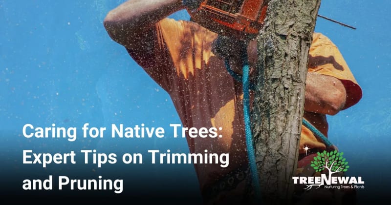 Caring for Native Trees: Expert Tips on Trimming and Pruning