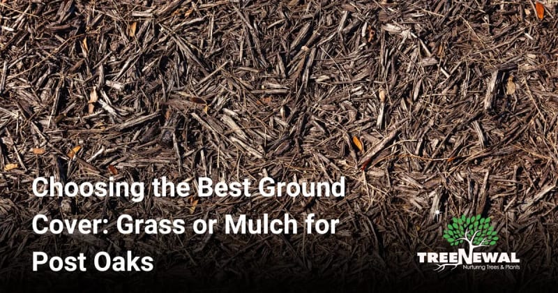 Choosing the Best Ground Cover: Grass or Mulch for Post Oaks