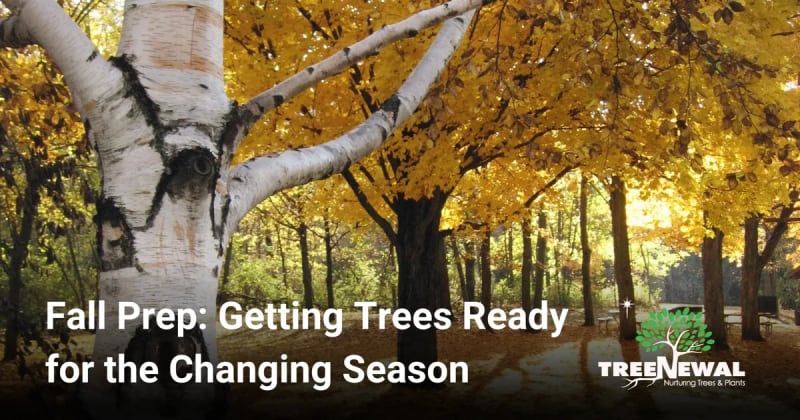 Fall Prep: Getting Trees Ready for the Changing Season