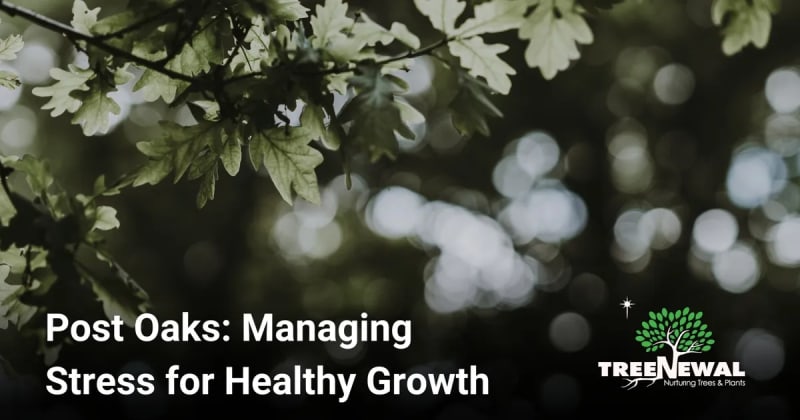 Post Oaks: Managing Stress for Healthy Growth