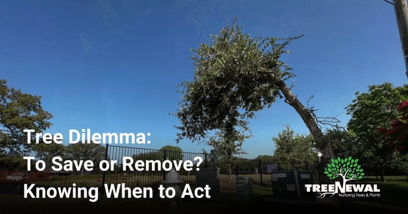 Tree Dilemma: To Save or Remove? Knowing When to Act