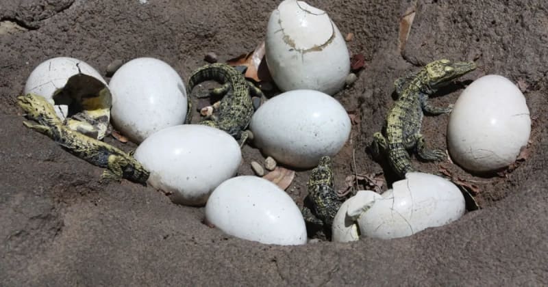 First-Ever Crocodile Virgin Birth Could Lead Scientists to New Methods of Conservation and Preservation