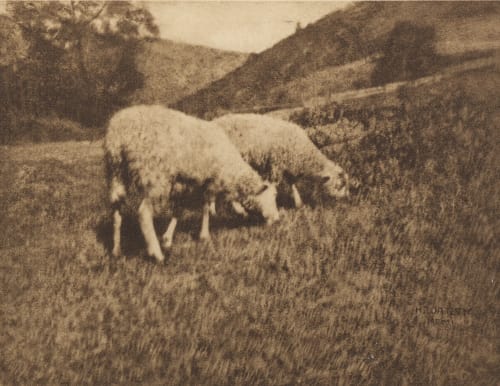 Sheep Watzek, Hans  (Austrian, 1848-1903)