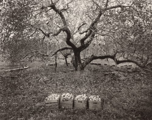 Old Rhode Island Greening Apple Tree Clift, William  (American, b.1944 )