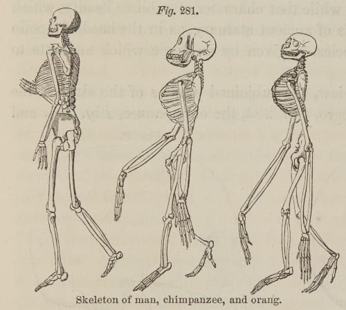 Fig. 281. Skeleton of man, chimpanzee, and orang. Draper, John William  (American, 1811-1882)