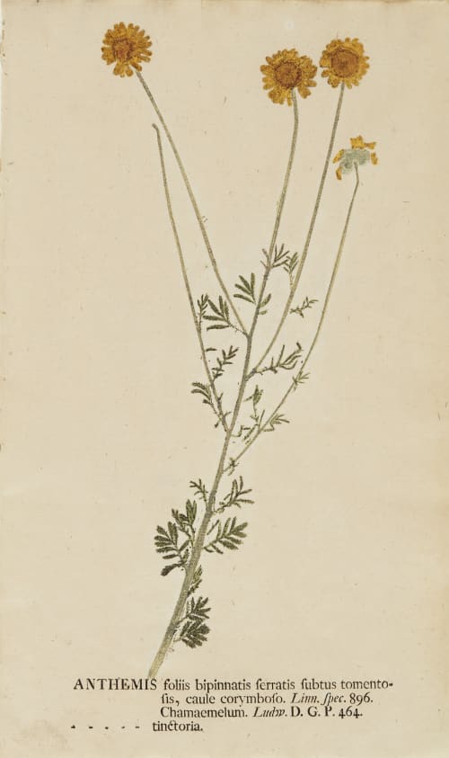 Anthemis Kniphof, Johann Hieronymous  (German, 1704-1763)