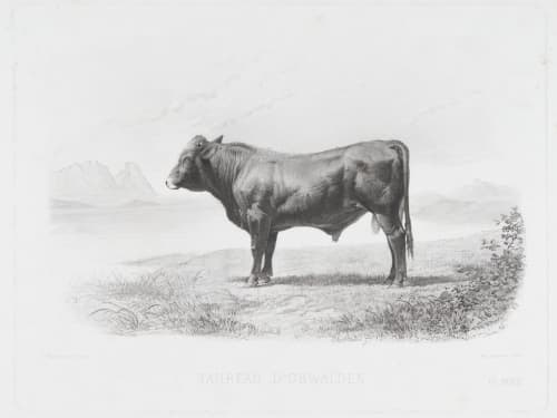 Pl. XXXVIII Taureau D’Obwalden (proof print) Tournachon, Adrien  (French, 1820-1910)