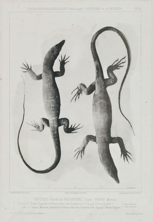 Reptiles. Famille des Varaniens, Genre Varan Merre Bisson, Louis-Auguste  (French, 1814-1876)Bisson, Auguste-Rosalie  (French, 1826-1900)