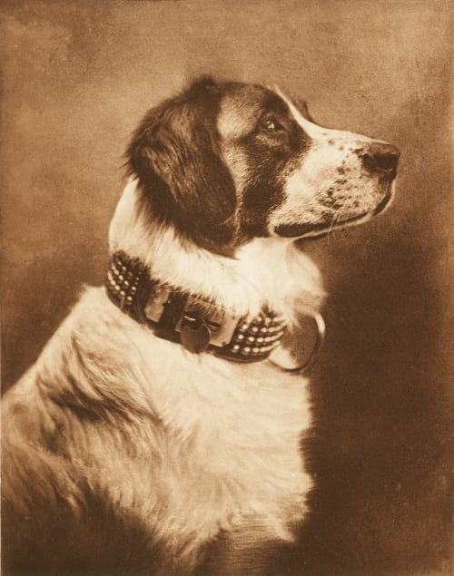 Étude de Chien Clarkson, Emilie V.  (American, 1863-1946)