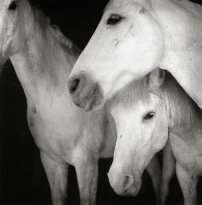 Caballos Blancos