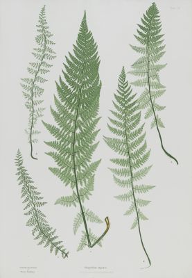 Polypodium alpestre