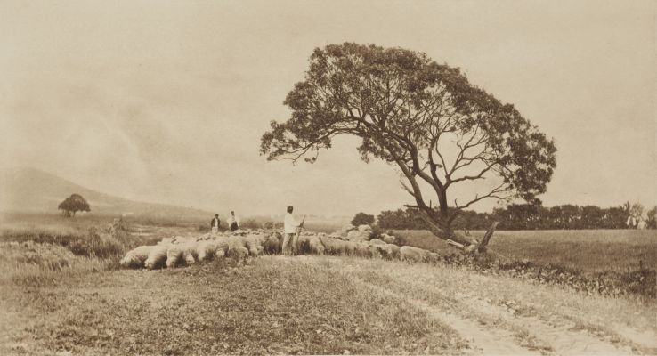 Returning from the Pasture