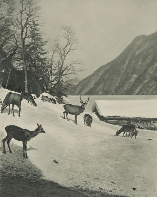 Hochwild