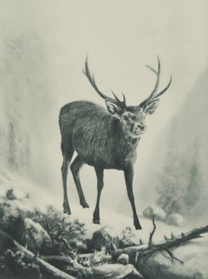 Hochwild