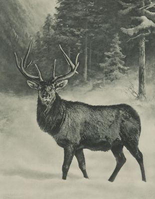 Hochwild