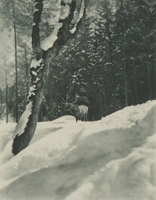 Hochwild